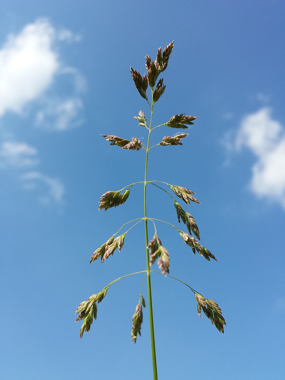 960px-Poa_pratensis_sl6