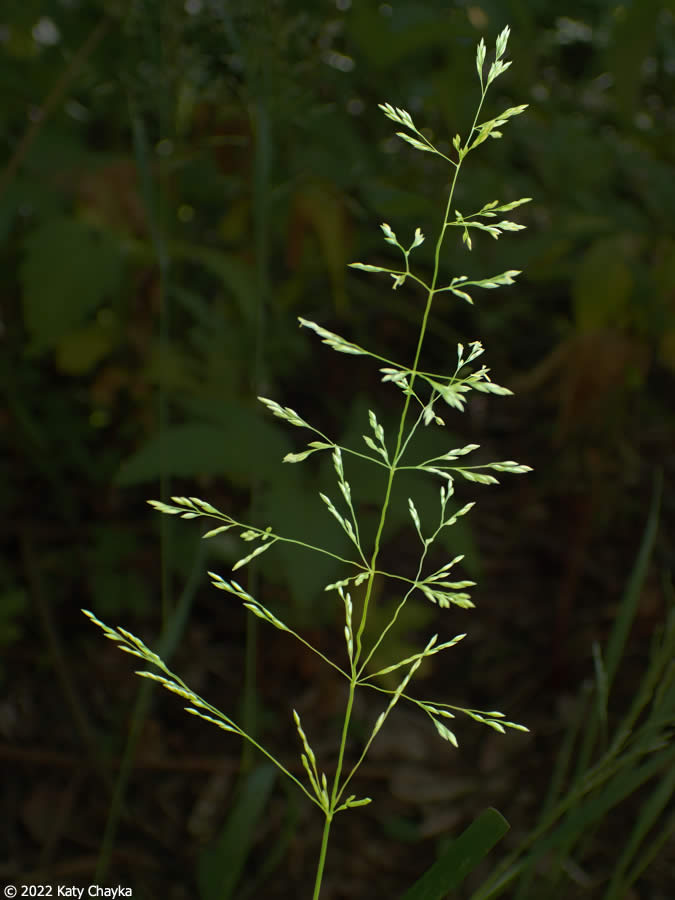 poa-pratensis_0627_102551
